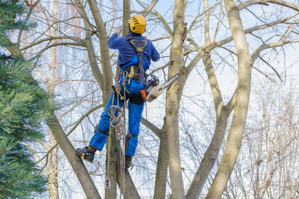 Best Tree Cabling and Bracing  in Meadowbrook, AL